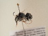  (Anthophora muscaria - TJW_1754)  @11 [ ] nrr (2025) Unspecified Thomas Wood