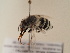  (Amegilla monticola - TJW_1760)  @11 [ ] nrr (2025) Unspecified Thomas Wood