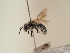  ( - TJW_1788)  @11 [ ] nrr (2025) Unspecified Thomas Wood