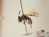  ( - TJW_1805)  @11 [ ] nrr (2025) Unspecified Thomas Wood