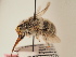  ( - TJW_1816)  @11 [ ] nrr (2025) Unspecified Thomas Wood