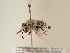  (Amegilla macroleuca - TJW_1841)  @11 [ ] nrr (2025) Unspecified Thomas Wood