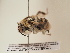  (Anthophora curvicornis - TJW_1843)  @11 [ ] nrr (2025) Unspecified Thomas Wood