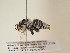  ( - TJW_1850)  @11 [ ] nrr (2025) Unspecified Thomas Wood