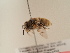  (Anthophora sp - TJW_1856)  @11 [ ] nrr (2025) Unspecified Thomas Wood