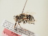  (Amegilla velocissima - TJW_1877)  @11 [ ] nrr (2025) Unspecified Thomas Wood