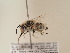  (Amegilla nigricornis - TJW_1885)  @11 [ ] nrr (2025) Unspecified Thomas Wood