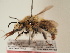  (Anthophora arctica - TJW_1895)  @11 [ ] nrr (2025) Unspecified Thomas Wood