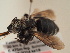  (Anthophora dubia - TJW_1896)  @11 [ ] nrr (2025) Unspecified Thomas Wood