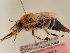  (Anthophora cinerascens - TJW_1897)  @11 [ ] nrr (2025) Unspecified Thomas Wood
