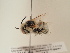  ( - TJW_1899)  @11 [ ] nrr (2025) Unspecified Thomas Wood