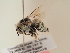  (Anthophora excelsa - TJW_1900)  @11 [ ] nrr (2025) Unspecified Thomas Wood