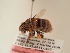  (Amegilla crocea - TJW_1908)  @11 [ ] nrr (2025) Unspecified Thomas Wood