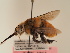  (Amegilla africana - TJW_1912)  @11 [ ] nrr (2025) Unspecified Thomas Wood
