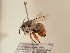  (Amegilla capeverdensis - TJW_1914)  @11 [ ] nrr (2025) Unspecified Thomas Wood