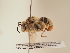  (Anthophora gracilipes - TJW_1920)  @11 [ ] nrr (2025) Unspecified Thomas Wood