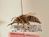  (Anthophora meridionalis - TJW_1921)  @11 [ ] nrr (2025) Unspecified Thomas Wood