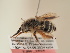  (Anthophora uljanini - TJW_1924)  @11 [ ] nrr (2025) Unspecified Thomas Wood