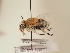  ( - TJW_1929)  @11 [ ] nrr (2025) Unspecified Thomas Wood