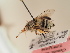  (Amegilla albigena - TJW_1930)  @11 [ ] nrr (2025) Unspecified Thomas Wood