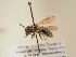  ( - TJW_1940)  @11 [ ] nrr (2025) Unspecified Thomas Wood