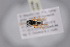  ( - BC-ZSM-HYM-27676-D05)  @12 [ ] CreativeCommons - Attribution Non-Commercial Share-Alike (2016) SNSB, Staatliche Naturwissenschaftliche Sammlungen Bayerns ZSM (SNSB, Zoologische Staatssammlung Muenchen)