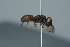  ( - BC ZSM HYM 24758)  @12 [ ] CreativeCommons - Attribution Non-Commercial Share-Alike (2015) Unspecified SNSB, Zoologische Staatssammlung Muenchen