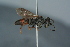  ( - BC ZSM HYM 24759)  @13 [ ] CreativeCommons - Attribution Non-Commercial Share-Alike (2015) Unspecified SNSB, Zoologische Staatssammlung Muenchen