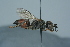  ( - BC ZSM HYM 24763)  @13 [ ] CreativeCommons - Attribution Non-Commercial Share-Alike (2015) Unspecified SNSB, Zoologische Staatssammlung Muenchen