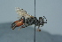  ( - BC ZSM HYM 24764)  @13 [ ] CreativeCommons - Attribution Non-Commercial Share-Alike (2015) Unspecified SNSB, Zoologische Staatssammlung Muenchen