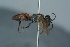  ( - BC ZSM HYM 24765)  @12 [ ] CreativeCommons - Attribution Non-Commercial Share-Alike (2015) Unspecified SNSB, Zoologische Staatssammlung Muenchen