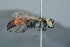  (Tachysphex spJS1729 - BC ZSM HYM 24769)  @12 [ ] CreativeCommons - Attribution Non-Commercial Share-Alike (2015) Unspecified SNSB, Zoologische Staatssammlung Muenchen