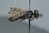  ( - BC ZSM HYM 24774)  @13 [ ] CreativeCommons - Attribution Non-Commercial Share-Alike (2015) Unspecified SNSB, Zoologische Staatssammlung Muenchen