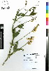 (Lathyrus odoratus - MEK104)  @11 [ ] CreativeCommons - Attribution Non-Commercial Share-Alike (2012) Mamadi Theresa Sethusa University of Johannesburg