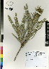  (Banksia - MEK175)  @11 [ ] CreativeCommons - Attribution Non-Commercial Share-Alike (2012) Mamadi Theresa Sethusa University of Johannesburg