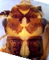  (Perlodes intricatus - GV-PintBruyant1F220609)  @11 [ ] No Rights Reserved  Unspecified Unspecified