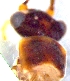  (Nemoura rivorum - GV-NrivCaldiroloM180604)  @11 [ ] No Rights Reserved  Unspecified Unspecified