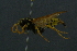  ( - GBOL19137)  @12 [ ] CreativeCommons - Attribution Non-Commercial Share-Alike (2016) SNSB, Staatliche Naturwissenschaftliche Sammlungen Bayerns ZSM (SNSB, Zoologische Staatssammlung Muenchen)