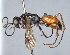  (Priocnemis mesobrometi - ZSM-HYM-42469-A01)  @11 [ ] by-nc-sa (2022) SNSB, Staatliche Naturwissenschaftliche Sammlungen Bayerns ZSM (SNSB, Zoologische Staatssammlung Muenchen)