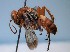  (Episyron ferruginosus - ZSM-HYM-42469-G05)  @11 [ ] by-nc-sa (2022) SNSB, Staatliche Naturwissenschaftliche Sammlungen Bayerns ZSM (SNSB, Zoologische Staatssammlung Muenchen)