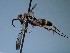 ( - ZSM-HYM-42469-G06)  @11 [ ] by-nc-sa (2022) SNSB, Staatliche Naturwissenschaftliche Sammlungen Bayerns ZSM (SNSB, Zoologische Staatssammlung Muenchen)