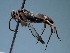  ( - ZSM-HYM-42469-G08)  @11 [ ] by-nc-sa (2022) SNSB, Staatliche Naturwissenschaftliche Sammlungen Bayerns ZSM (SNSB, Zoologische Staatssammlung Muenchen)