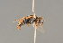  (Oxybelus spCSE1708 - BC ZSM HYM 21878)  @13 [ ] CreativeCommons - Attribution Non-Commercial Share-Alike (2014) Stefan Schmidt SNSB, Zoologische Staatssammlung Muenchen