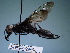  (Sphex taschenbergi - ZSM-HYM-42469-A02)  @11 [ ] by-nc-sa (2022) SNSB, Staatliche Naturwissenschaftliche Sammlungen Bayerns ZSM (SNSB, Zoologische Staatssammlung Muenchen)