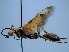  (Sphex obscurus - ZSM-HYM-42469-A12)  @11 [ ] by-nc-sa (2022) SNSB, Staatliche Naturwissenschaftliche Sammlungen Bayerns ZSM (SNSB, Zoologische Staatssammlung Muenchen)