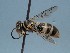  ( - ZSM-HYM-42469-B10)  @11 [ ] by-nc-sa (2022) SNSB, Staatliche Naturwissenschaftliche Sammlungen Bayerns ZSM (SNSB, Zoologische Staatssammlung Muenchen)