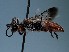  (Astata selecta - ZSM-HYM-42469-D04)  @11 [ ] by-nc-sa (2022) SNSB, Staatliche Naturwissenschaftliche Sammlungen Bayerns ZSM (SNSB, Zoologische Staatssammlung Muenchen)