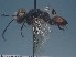  (Astata trochanterica - ZSM-HYM-42469-D07)  @11 [ ] by-nc-sa (2022) SNSB, Staatliche Naturwissenschaftliche Sammlungen Bayerns ZSM (SNSB, Zoologische Staatssammlung Muenchen)