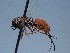  ( - ZSM-HYM-42469-G12)  @11 [ ] by-nc-sa (2022) SNSB, Staatliche Naturwissenschaftliche Sammlungen Bayerns ZSM (SNSB, Zoologische Staatssammlung Muenchen)