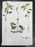  (Croton lindheimeri - Kotin35)  @11 [ ] CreativeCommons  Attribution Non-Commercial Share-Alike (2016) Tamara D. Kotin Texas Lutheran University